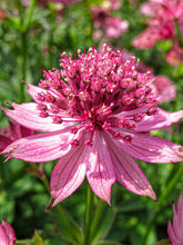 products/AstrantiaRoma13b_JW_34cf0bfa-2be2-4d63-8f32-f0230a72dd33.jpg